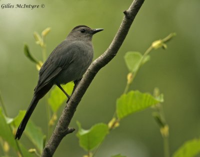 IMG_8312 Gray Catbird   /   Moqueur Chat.jpg