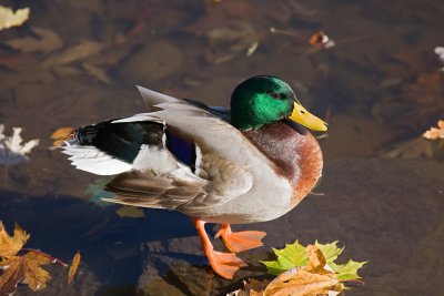 Mallard