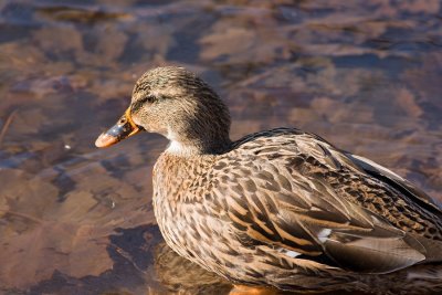 Female