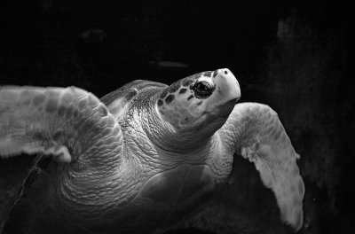 Turtle at the Atlantic City Aquarium