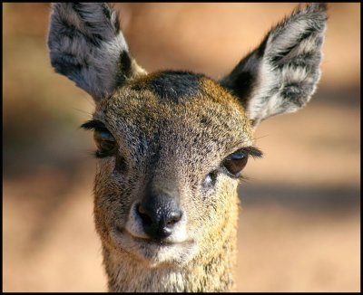 Ewe