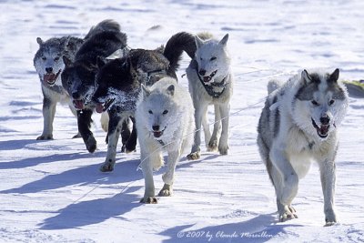 Happy Dogs...