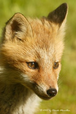 Little Red fox