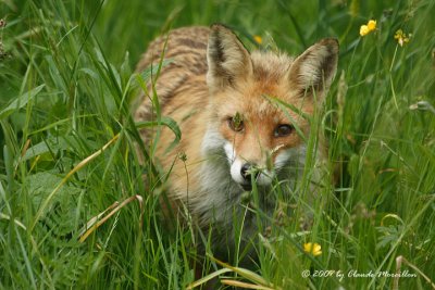 Red Fox