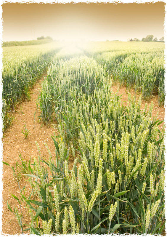 Brokenborough, near Malmesbury, Wilts: Before the Harvest.