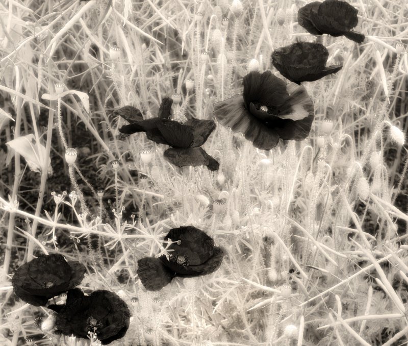 Poppies in Oilseed Rape Field