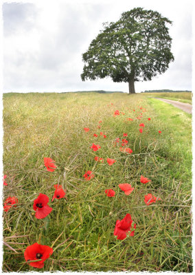 Lone Tree and Poppies