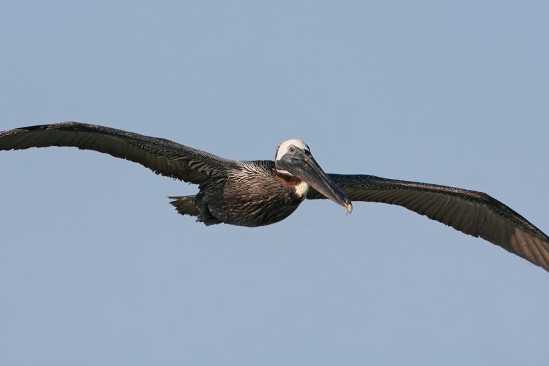 Brown Pelican