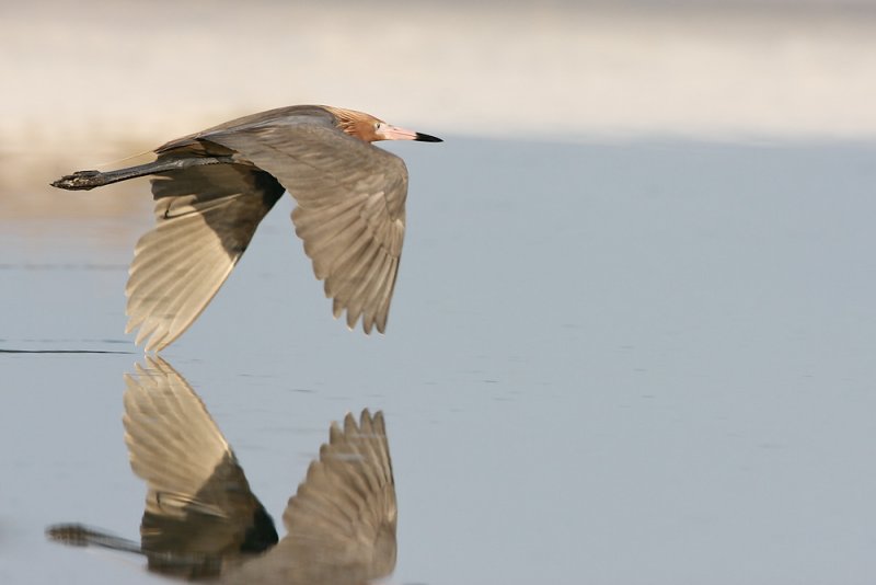 Reddish Egret