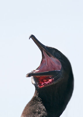 Flightless Cormorant (Isabela)