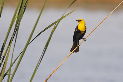 Yellowheaded-Blackbird