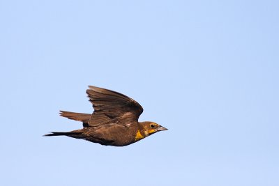Yellowheaded-Blackbird