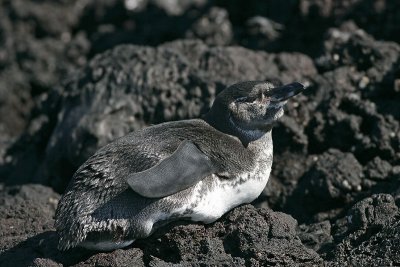 Galapagos Penguin (Elizabeth Bay, Isabela)