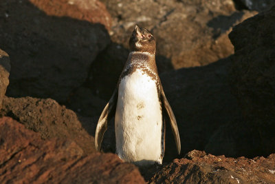 Galapagos Penguin (Elizabeth Bay, Isabela)