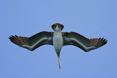 Brown Pelican (Elizabeth Bay, Isabela)