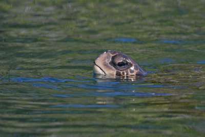 Galapagos Green Turtle (Elizabeth Bay, Isabela)