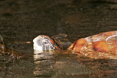 Leatherback Turtle (Elizabeth Bay, Isabela)