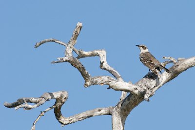 Galapagos Mockingbird (Elizabeth Bay, Isabela)