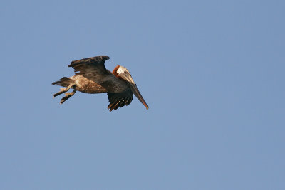 Brown Pelican (Elizabeth Bay, Isabela)