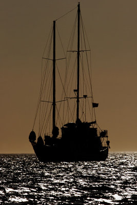 Cachalote at sunset (Elizabeth Bay, Isabela)