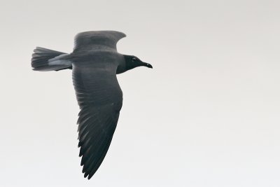 Lava Gull (Urvina Bay, Isabela)