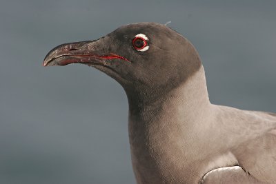 Lava Gull (Urvina Bay, Isabela)