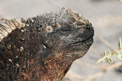 Marine Iguana (Urvina Bay, Isabela)