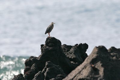 Lava Heron (Urvina Bay, Isabela)