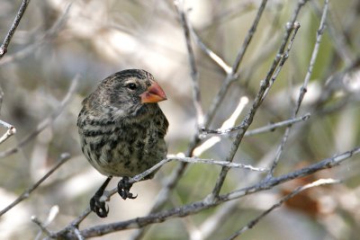 Small ground Finch (Urvina Bay, Isabela)