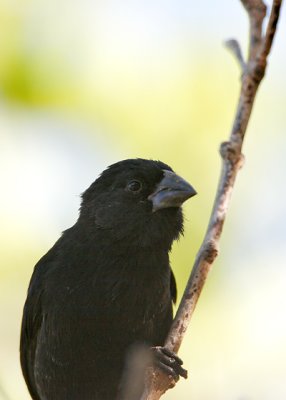Small ground Finch (Urvina Bay, Isabela)