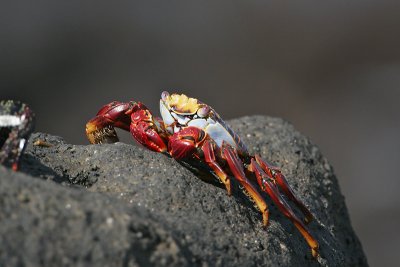 Sallylightfoot Crab (Urvina Bay, Isabela)