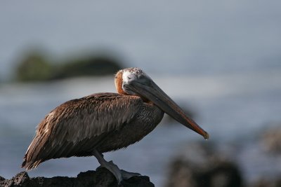 Brown Pelican (Urvina Bay, Isabela)
