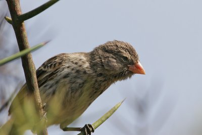 Small Tree Finch (Urvina Bay, Isabela)