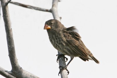 Small Ground Finch (Urvina Bay, Isabela)