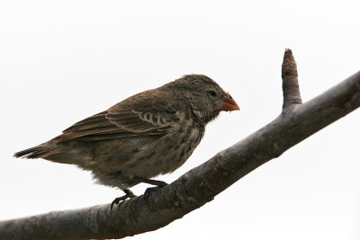 Small Ground Finch (Urvina Bay, Isabela)