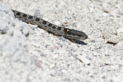 Banded Galapagos Snake (Punta Espinosa, Fernandina)