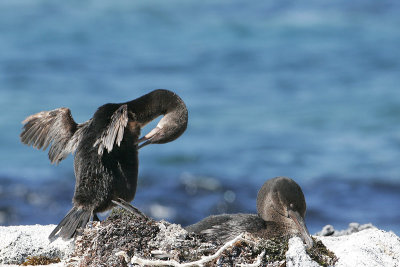 Flightless Cormorant (Punta Espinosa, Fernandina)