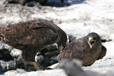 Galapagos Hawk (Punta Espinosa, Fernandina)