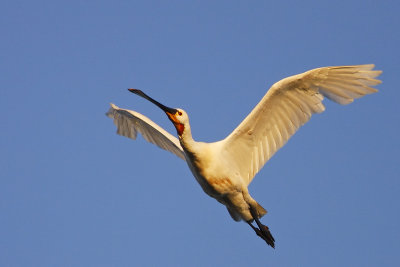 Spoonbill