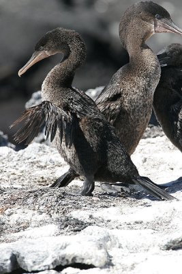 Flightless Cormorant (Punta Espinosa, Fernandina)