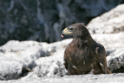 Galapagos Hawk (Punta Espinosa, Fernandina)