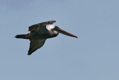 Brown Pelican (Punta Espinosa, Fernandina)
