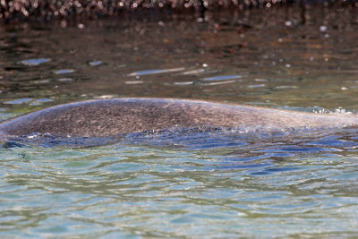 Galapagos Sea Lion (Punta Espinosa, Fernandina)