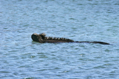 Marine Iguana (Punta Espinosa, Fernandina)
