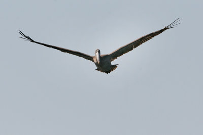 Brown Pelican (Punta Espinosa, Fernandina)