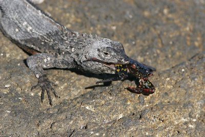 Lava Lizard with crab (Punta Espinosa, Fernandina)
