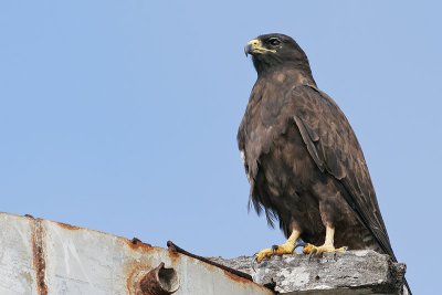 Galapagos Hawk (Puerto Egas, Santiago)