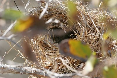 ? Nest (Puerto Egas, Santiago)