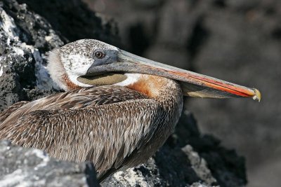 Brown Pelican (Puerto Egas, Santiago)