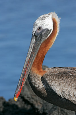 Brown Pelican (Puerto Egas, Santiago)